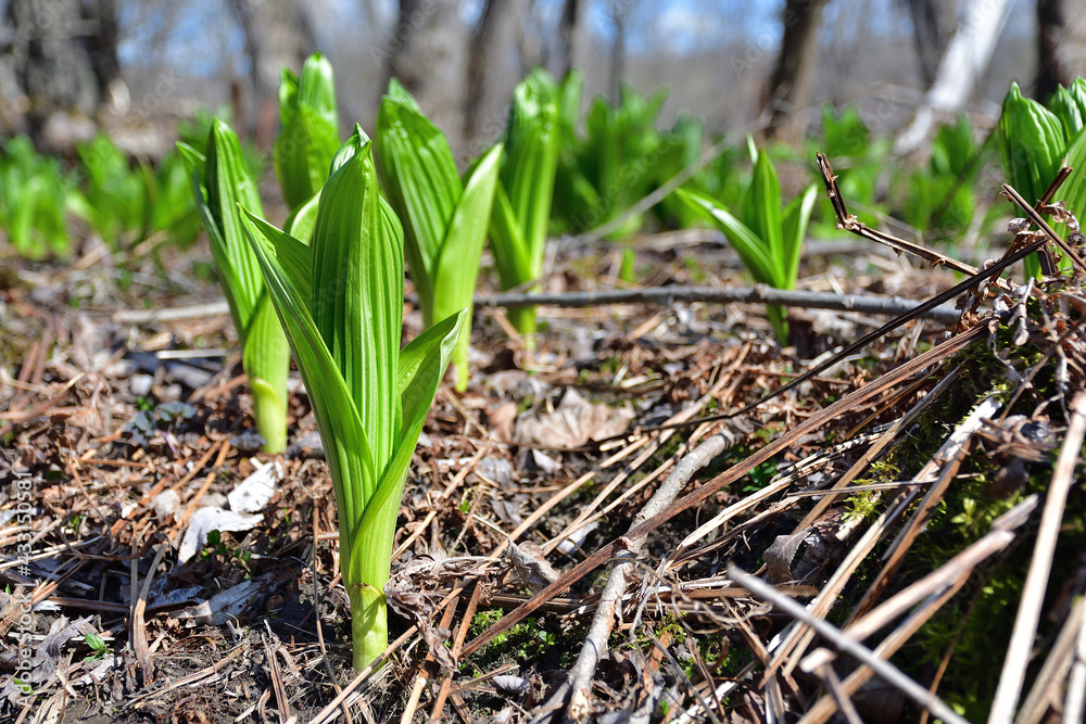 Indian Hellebore, Green false Hellebore, Veratrum Viride. Early spring green leafs Indian Hellebore, Green false Hellebore, Veratrum Viride. Early spring green leafs