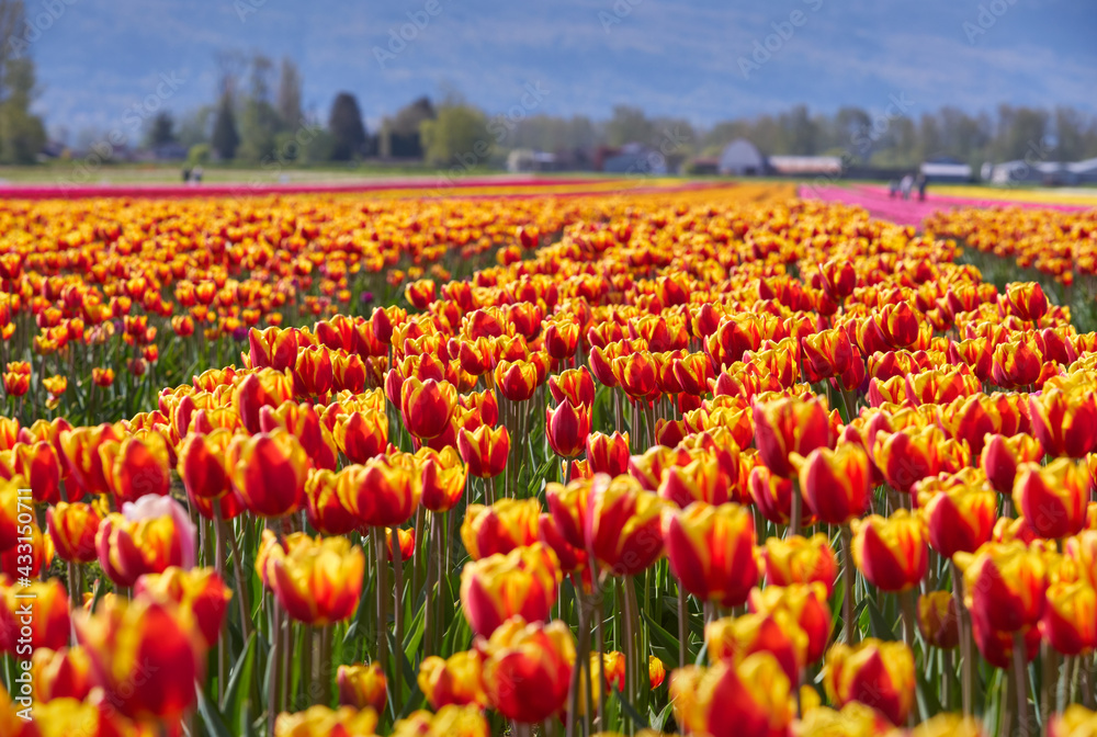 Tulip Blossoms in the Field. Tranquil field of tulips in the Spring.

