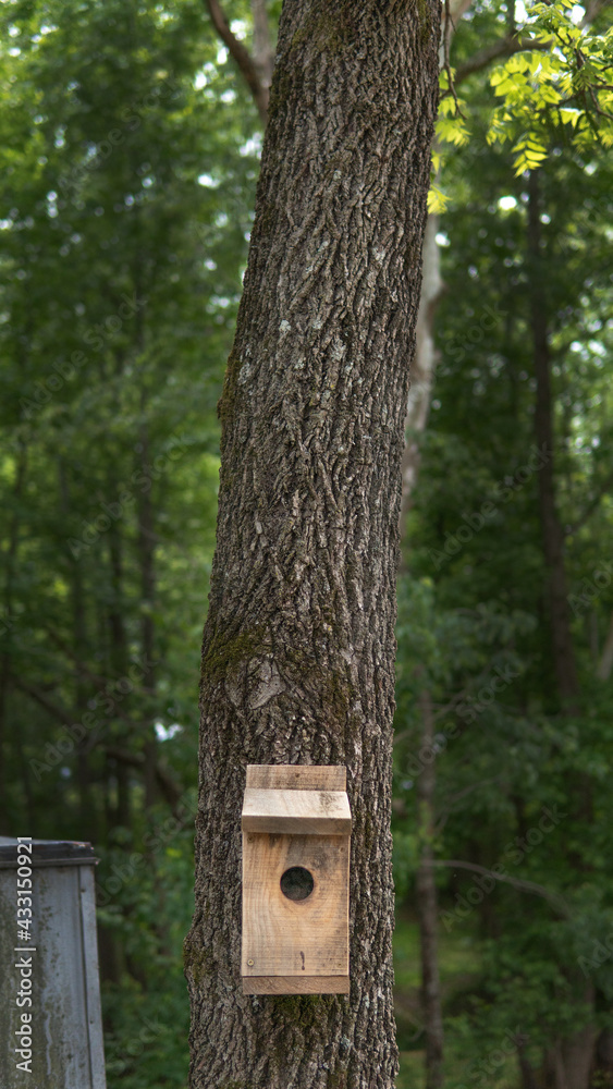 bird house in the forest