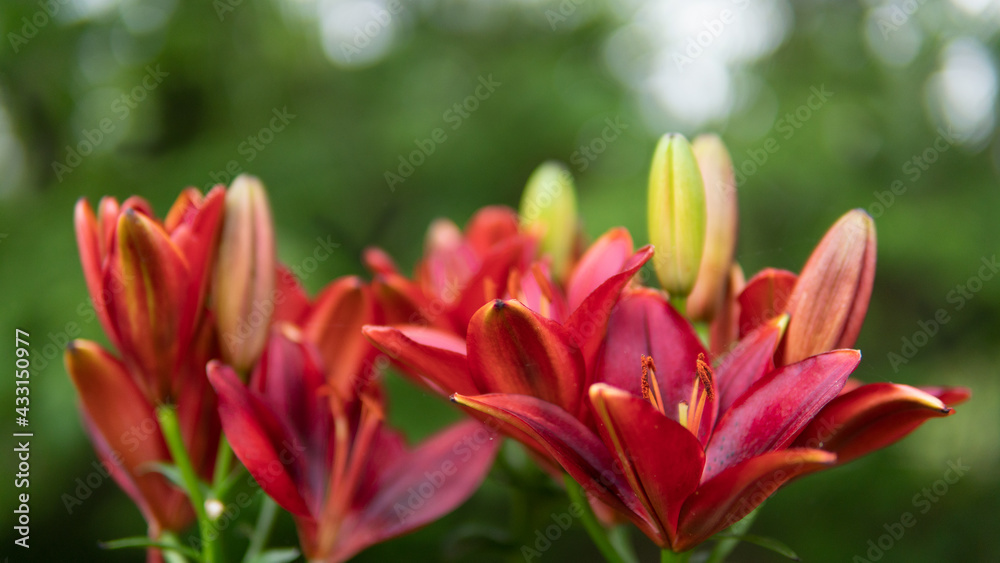 Obraz premium Red Flowers