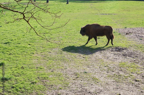 Fototapeta Naklejka Na Ścianę i Meble -  Żubr. Wolisko. Zagroda pokazowa żubrów. Polska - Mazury - Warmia.