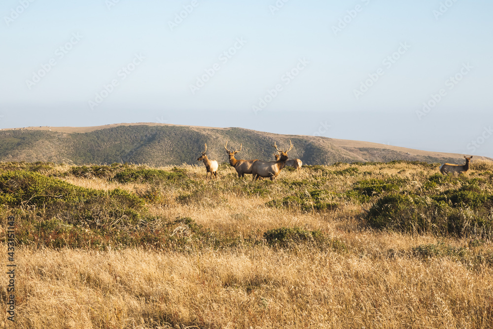 Tule elk on coastal hills of Point Reyes National Seashore, California