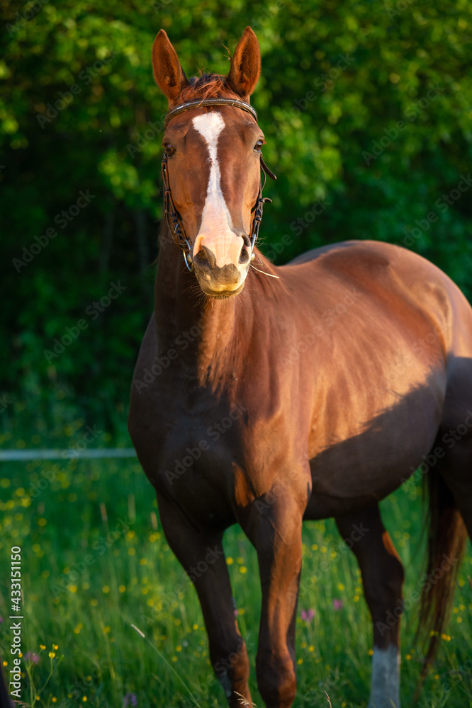Fototapeta premium portrait of brood mare. posing in the meadow at evening