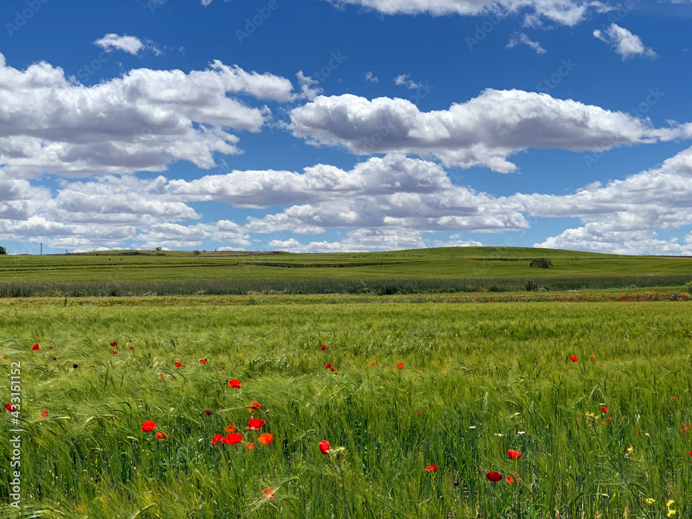 Barley crop under a sky with clouds