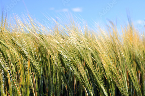 Close-up of barley in a crop