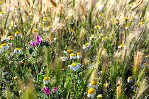 Fototapeta Naklejka Na Ścianę i Meble -  Variety of flowers in spring