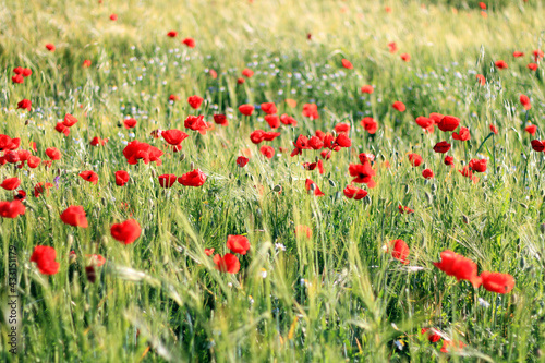 Poppies growing in the middle of a barley crop 