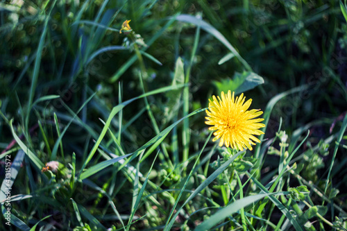 Kwiat mleczu na tle trawy © Jakub