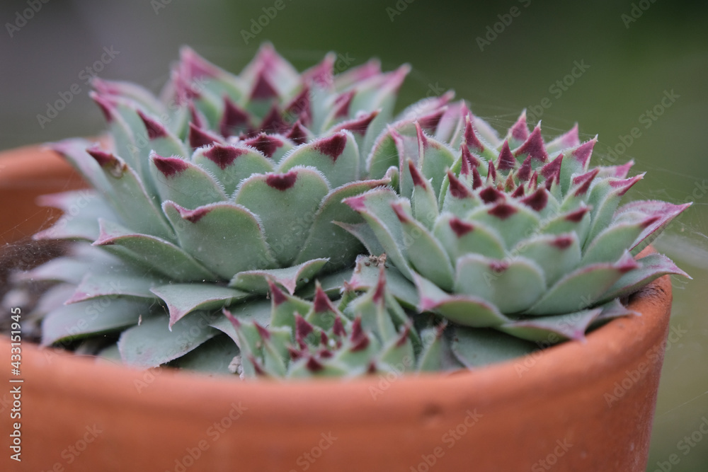 cactus in a pot cactus in a pot