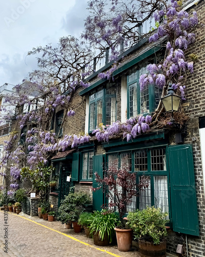 Street view of Kensington. Fragment of facade with blossoming wisteria. Mews. Kynance mews