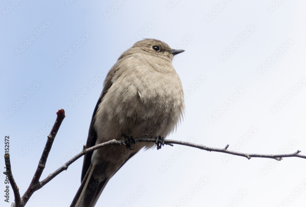 Townsend's Solitaire Townsend's Solitaire