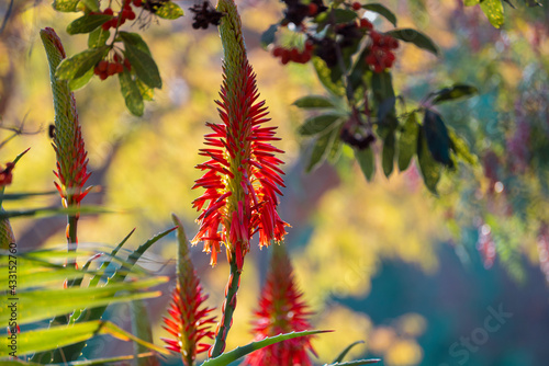 Flowers and colours