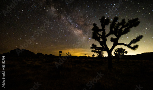 silhouette of a tree