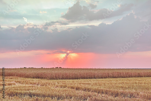 Grain harvest, agricultural field on the background of an idyllic sunset. Ripe wheat, harvesting. The concept of agriculture as a food industry. Natural background, wallpaper. Selective focus.