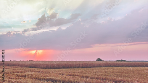 Grain harvest, agricultural field on the background of an idyllic sunset. Ripe wheat, harvesting. The concept of agriculture as a food industry. Natural background, wallpaper. Selective focus.