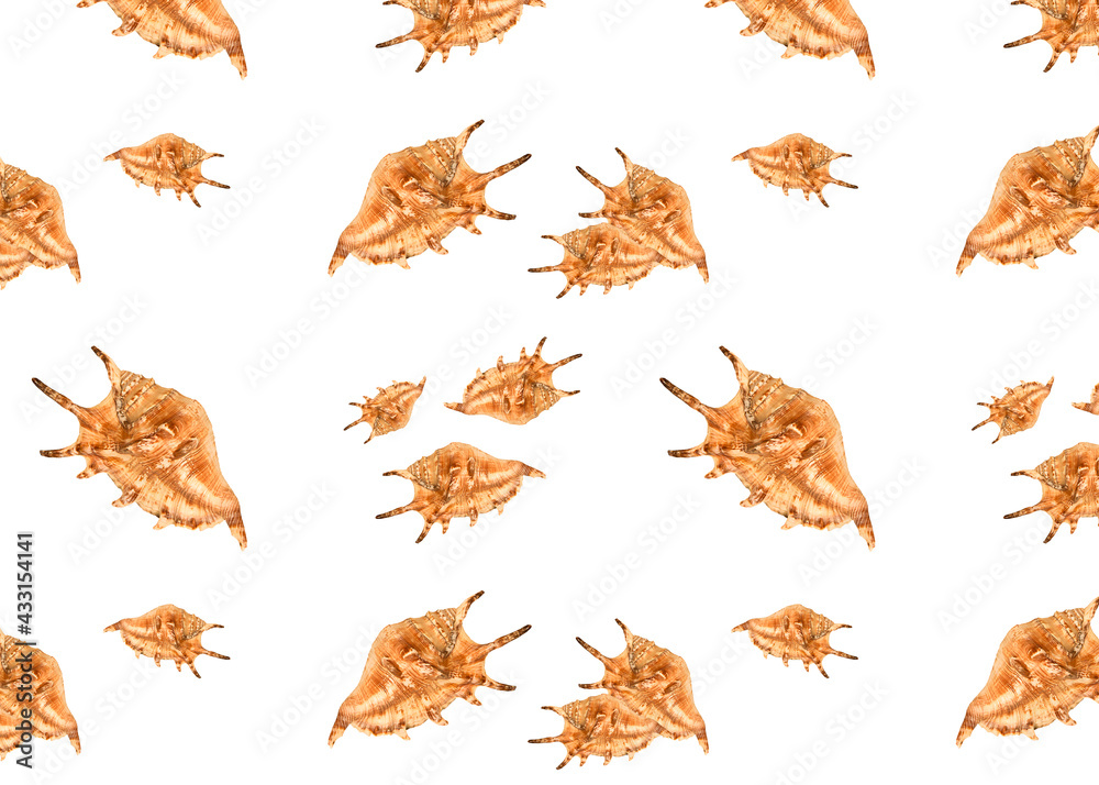 Seamless pattern with seashell, hard shell of a mollusk, isolated on the white background. Top view, summer or beach vacation concept. Seamless pattern with seashell, hard shell of a mollusk, isolated on the white background. Top view, summer or beach vacation concept.