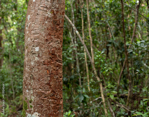 Textured Tree Trunk in Everglades