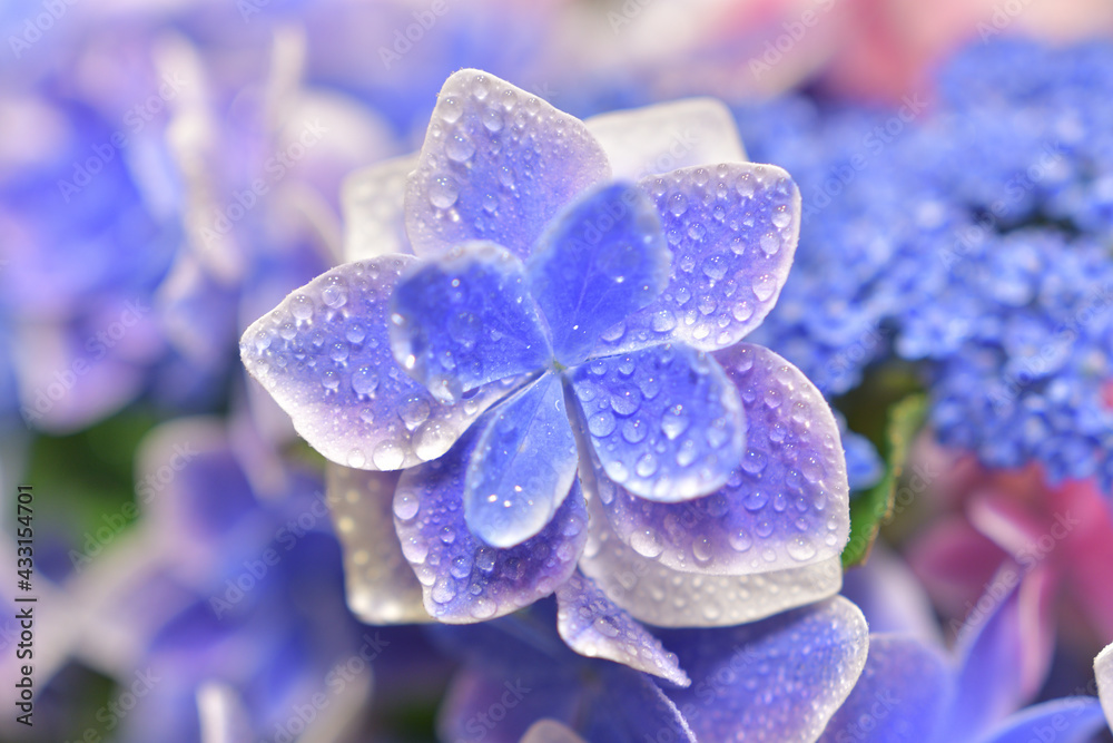 紫陽花の花 こんぺいとう Stock Photo Adobe Stock