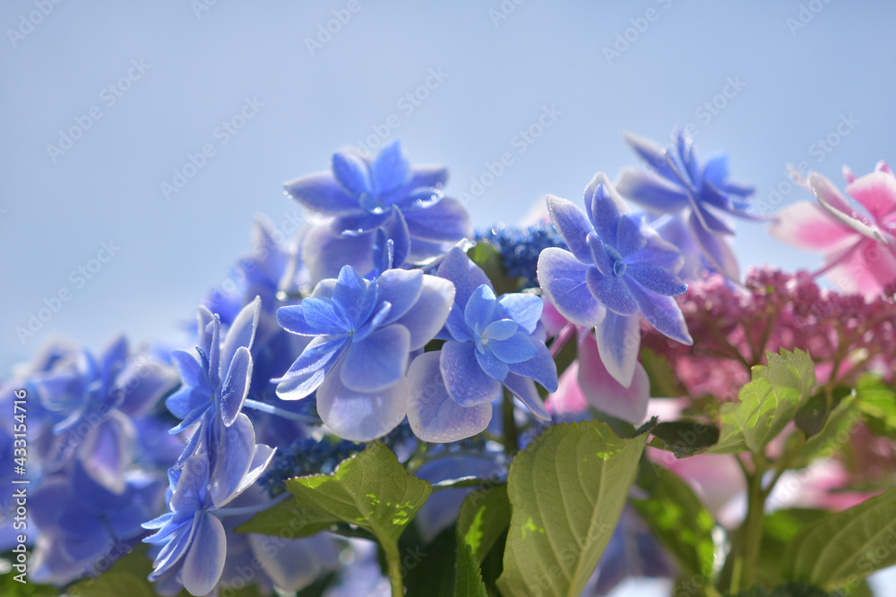 紫陽花の花(こんぺいとう) 紫陽花の花(こんぺいとう)