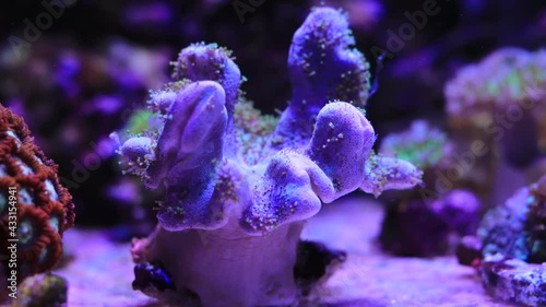 4k Time-lapse video of Sarcophyton soft coral - Sarcophyton ehrenbergi  photo