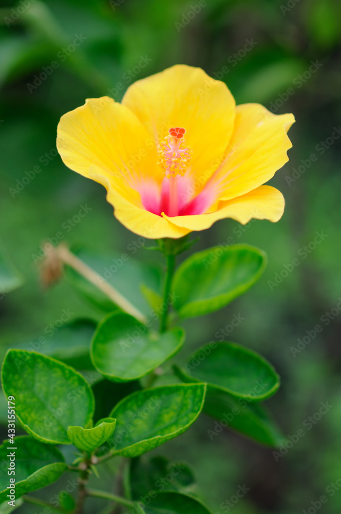 A Vibrant Yellow Hibiscus (focus on the pistil) A Vibrant Yellow Hibiscus (focus on the pistil)