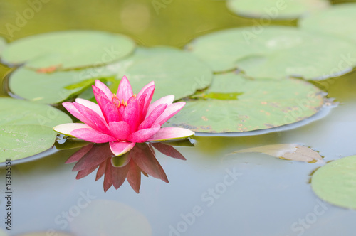 Pink Water Lily on a Pond