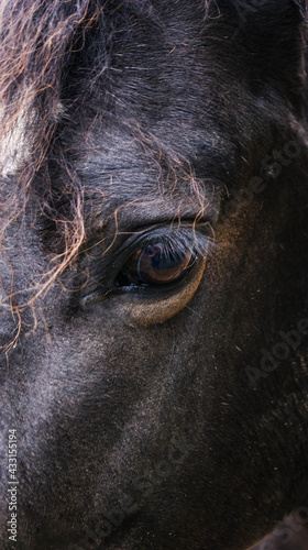 eye of a horse © philippe