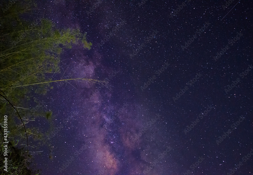Shining milky way and bamboo tree picture