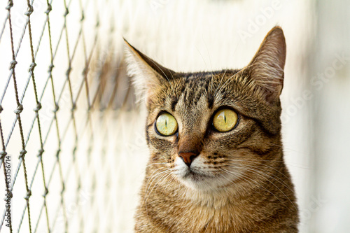 gato marrom de olhos amarelos voltado para a rede de segurança olhando pela janela em um lindo dia de sol