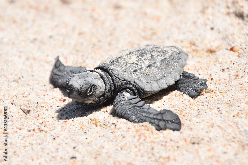 Fototapeta premium turtle on the sand