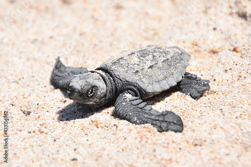 turtle on the sand