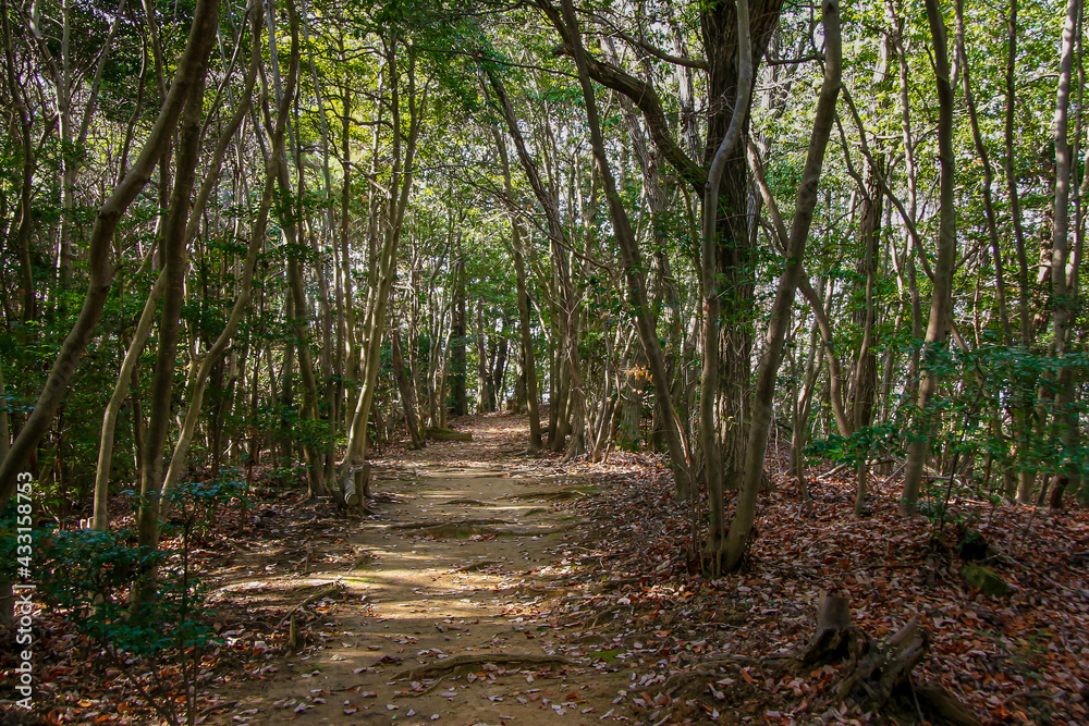 Fototapeta premium 日の光が差し込む森のハイキング道