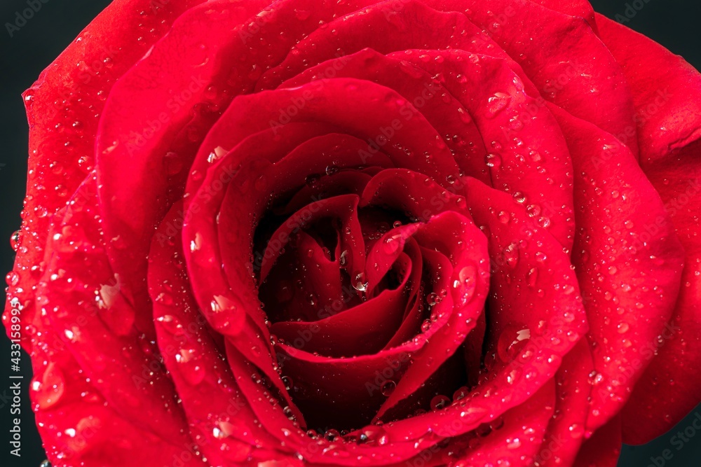 red rose with water drops red rose with water drops