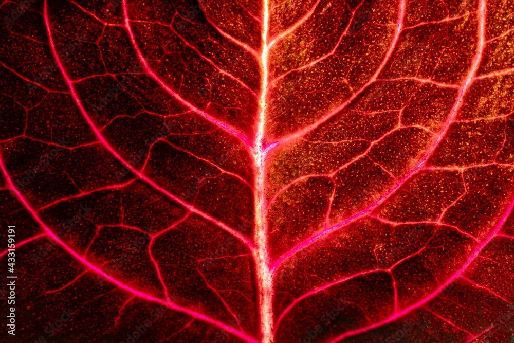 Obraz premium heart shaped leaf