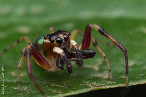 jumping spider on green leaf © Adriana