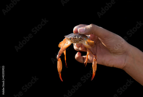 Human hand holding sea crab isolated on black.