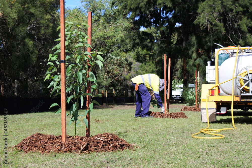 City landscaper worker planting a new trees in a public park