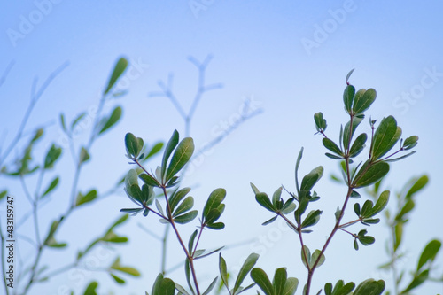 grass and sky