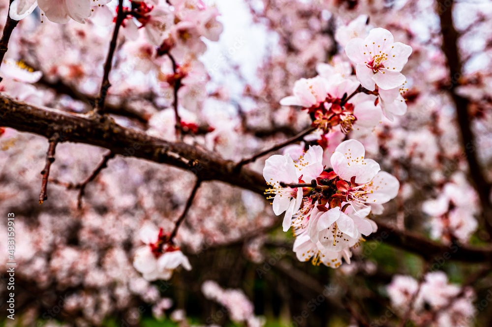 Apricot blossoms in spring