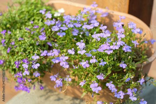 lavender flowers in the garden