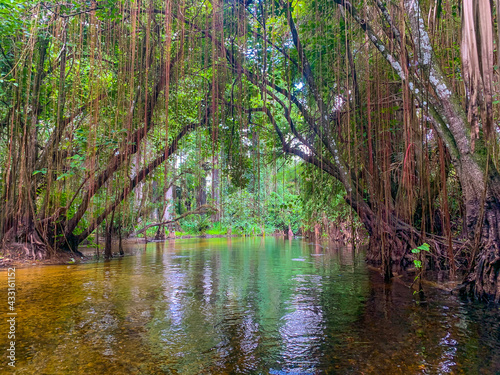 Cypress swamp river in Florida