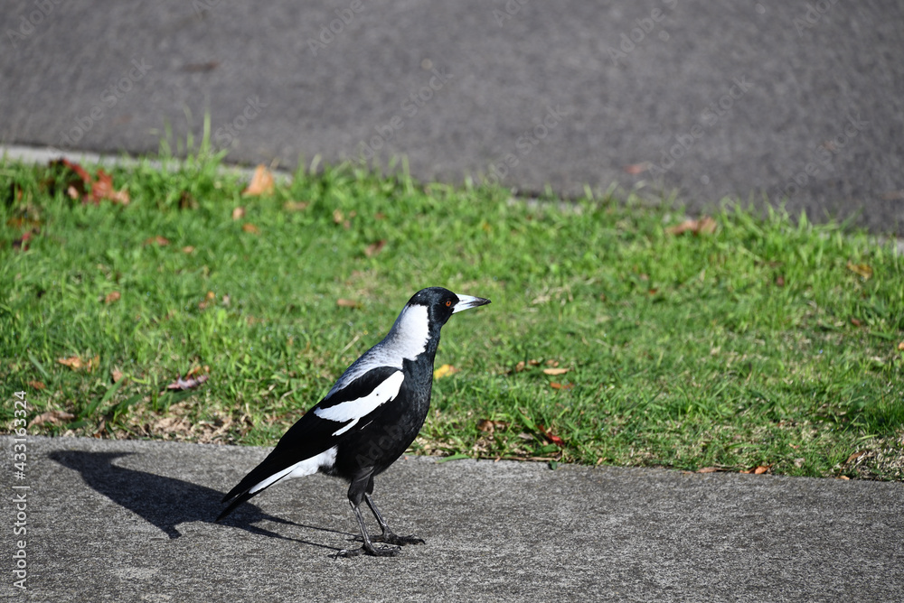 An Australian magpie with a blade of grass atop its beak standing on a footpath, casting a well-defined shadow, looking towards the street An Australian magpie with a blade of grass atop its beak standing on a footpath, casting a well-defined shadow, looking towards the street