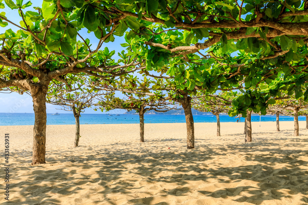 Green tree on the beach by the sea. Green tree on the beach by the sea.