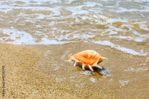Conch on a beach sand.