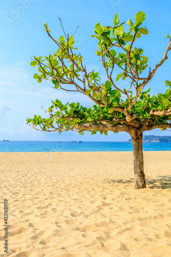 Green tree on the beach by the sea. © ABCDstock