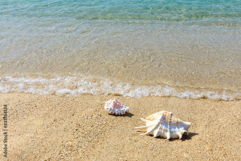 Conch on a beach sand. Conch on a beach sand.