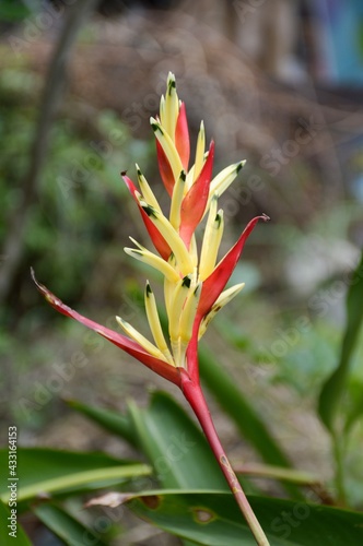 Heliconia flower in nature garden