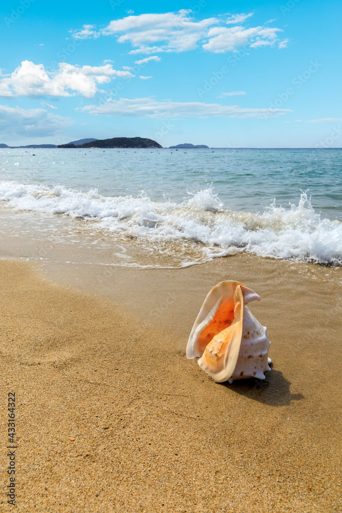 Conch on a beach sand.summer holiday background.Travel and beach vacation. Conch on a beach sand.summer holiday background.Travel and beach vacation.
