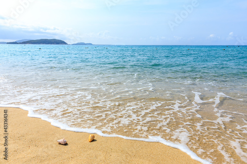 Conch on a beach sand.summer holiday background.Travel and beach vacation.