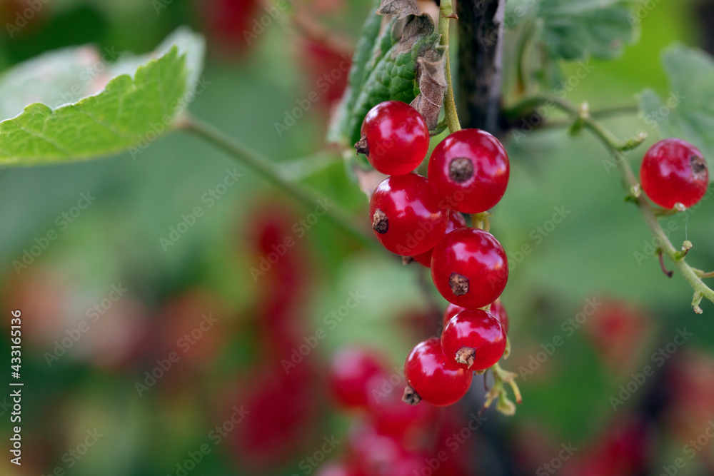 Bunch with part of red currant berries on branch with leaves on blurred natural green-red background. Crop residues after harvesting. Bunch with part of red currant berries on branch with leaves on blurred natural green-red background. Crop residues after harvesting.